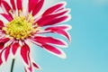 Beautiful spring chrysanthemum flowers