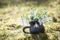 Beautiful spring closeup of snowdrops in small handmade vase of black pottery and back light of sun Royalty Free Stock Photo