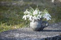 Beautiful spring closeup of snowdrops in small handmade vase of black pottery Royalty Free Stock Photo