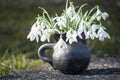 Beautiful spring closeup of snowdrops in small handmade vase of black pottery in sunlight Royalty Free Stock Photo