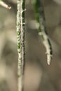 Beautiful spring closeup view of silver sage Artemisia cana stem, evergreen bush with narrow silver-gray aromatic leaves Royalty Free Stock Photo