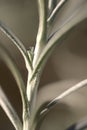 Beautiful spring closeup view of silver sage Artemisia cana stem, evergreen bush with narrow silver-gray aromatic leaves Royalty Free Stock Photo