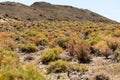 Beautiful spring colors of sagebrush in the desert Royalty Free Stock Photo