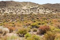 Beautiful spring colors of sagebrush in the desert Royalty Free Stock Photo