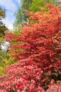 Beautiful spring colours of Acer and Rhododendron.