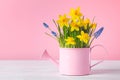 Beautiful spring composition with daffodil flowers in watering can on pink background. Woman day holiday greeting card