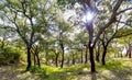 Beautiful spring cork oak tree forest. Bright sun shining through the trees Royalty Free Stock Photo