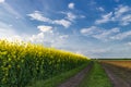 Beautiful spring rural landscape with blooming canola field, dirt road and blue sky with clouds Royalty Free Stock Photo