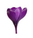 Beautiful spring crocus flower isolated Royalty Free Stock Photo