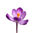 Beautiful spring crocus flower on white Royalty Free Stock Photo