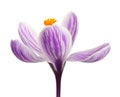 Beautiful spring crocus flower on white Royalty Free Stock Photo