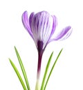 Beautiful spring crocus flower on white Royalty Free Stock Photo