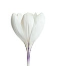 Beautiful spring crocus flower on white Royalty Free Stock Photo