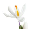 Beautiful spring crocus flower on white Royalty Free Stock Photo