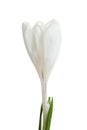 Beautiful spring crocus flower on white Royalty Free Stock Photo