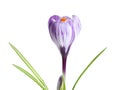 Beautiful spring crocus flower on white Royalty Free Stock Photo