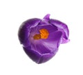 Beautiful spring crocus flower on white background Royalty Free Stock Photo