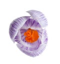 Beautiful spring crocus flower on white, top view Royalty Free Stock Photo