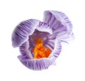 Beautiful spring crocus flower on white background Royalty Free Stock Photo