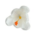 Beautiful spring crocus flower on white background Royalty Free Stock Photo