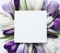 Beautiful spring crocus flowers and card on white background, top view Royalty Free Stock Photo