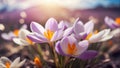 Beautiful spring crocus flowers close up decorative Royalty Free Stock Photo