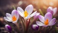 Beautiful spring crocus flowers close up decorative frame banner card Royalty Free Stock Photo