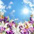 Beautiful spring crocus flowers and flying butterflies against blue sky Royalty Free Stock Photo