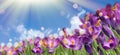 Beautiful spring crocus flowers and flying butterflies against blue sky Royalty Free Stock Photo