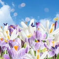 Beautiful spring crocus flowers and flying butterflies Royalty Free Stock Photo