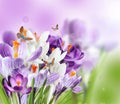 Beautiful spring crocus flowers on white Royalty Free Stock Photo
