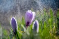 Beautiful spring crocus in the spring rain. Saffron in the garden on the lawn Royalty Free Stock Photo