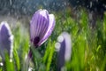 Beautiful spring crocus in the spring rain. Saffron in the garden on the lawn Royalty Free Stock Photo