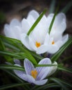 Beautiful spring crocuses. White flowers in the garden