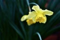 Beautiful Spring Daffodil With Dew Drops On Its Bright Yellow Petals In An Peaceful Flower Garden Royalty Free Stock Photo