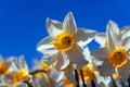 Spring daffodils against blue sky