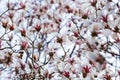 Spring in Beijing: Purple Magnolias