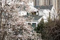 Spring in Beijing: Purple Magnolias