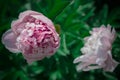 Beautiful spring decorative dahlia closeup