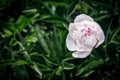 Beautiful spring decorative dahlias. one flower bud closeup. Royalty Free Stock Photo