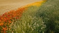 Beautiful spring field with poppies and cornflowers Royalty Free Stock Photo