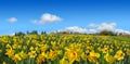 Beautiful Spring Field Of Yellow Daffodils Panorama In Sunny Day