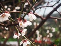 Beautiful spring floral background, blossoming almond branches, bokeh, blur, background and texture, image with retro