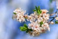 Beautiful spring floral background with branches of blossoming cherry, soft focus. Branch with white flowers in spring close-up Royalty Free Stock Photo