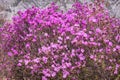 Ledum rhododendron purple flowers mountains spring