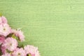 Beautiful spring floral background with copy space. Almond pink flower on branch and leaves on green wooden table background in