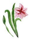 Beautiful spring floral illustration. Pink amaryllis flower on a stem with leaves and closed bud isolated on white background.