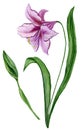 Beautiful spring floral illustration. Purple amaryllis flower on a stem with leaves and closed bud isolated on white background.