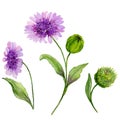 Beautiful spring floral illustration. Purple daisy