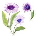 Beautiful spring floral illustration. Purple daisy